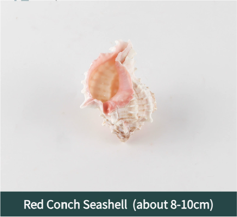 Red Conch Seashell – Natural Accent for DIY Candles & Coastal Décor