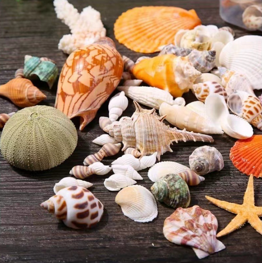 Small Seashell Pack (500g) – Natural DIY Decor for Candles & Crafts