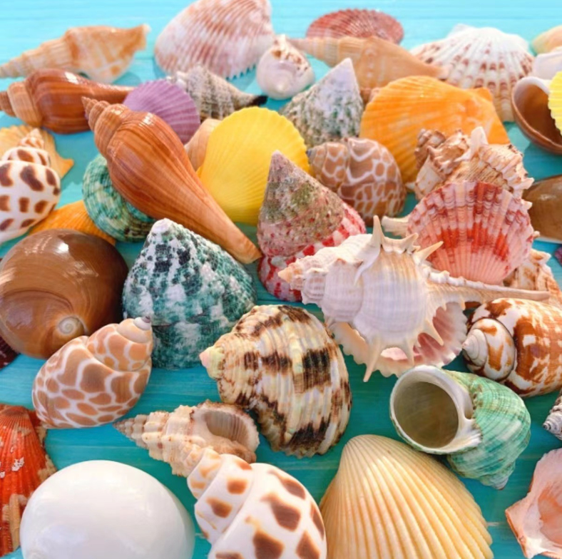 Small Seashell Pack (500g) – Natural DIY Decor for Candles & Crafts