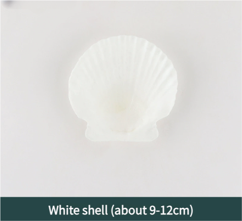 White Seashell (9-12cm) – DIY Candle Shell & Coastal Décor