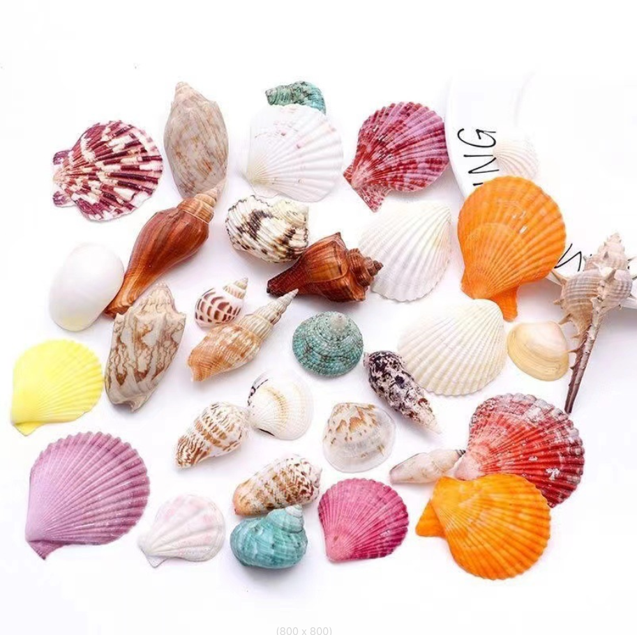 Small Seashell Pack (500g) – Natural DIY Decor for Candles & Crafts