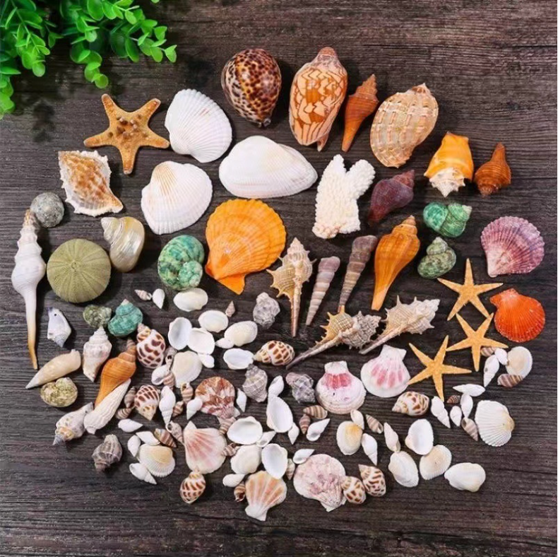 Small Seashell Pack (500g) – Natural DIY Decor for Candles & Crafts